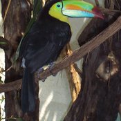 Keel-billed Toucan